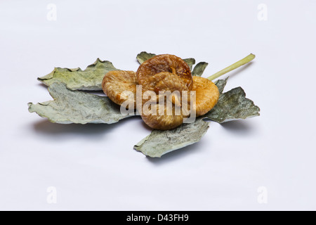 Getrocknete Feigen auf getrocknete Feigenblatt auf weißem Hintergrund Stockfoto