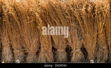 Geernteten Bündel lange getrocknetes Gras. Indien Stockfoto