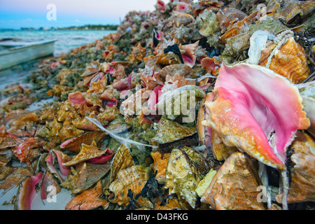 Ein riesiger Haufen von Muscheln, verworfen, nachdem die Muschel zum Kochen entfernt wurde. Stockfoto