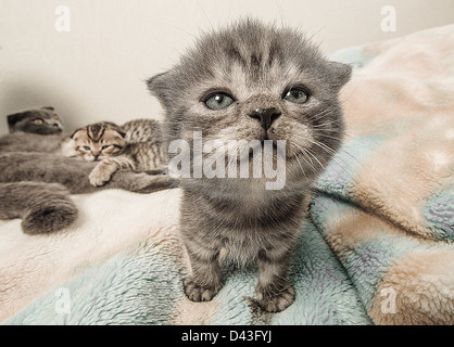 Scottish Fold Kätzchen genommen so nah oben und mit einem Weitwinkel-Objektiv Stockfoto