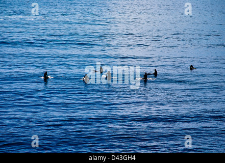 Surfer auf einer Welle, Cape Cod, MA, USA warten Stockfoto