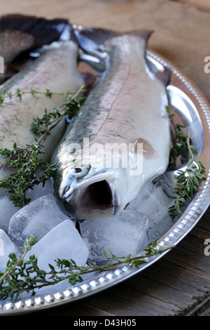 frischen rohen Fisch Forelle auf Eis mit Zitrone und Thymian Stockfoto