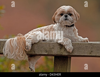 WEIBLICHEN SHIH TZU HUND RUHT AUF BANK IM FREIEN. UK Stockfoto