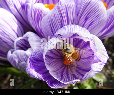 Honigbiene auf einer lila gestreift Crocus Stockfoto