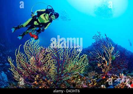 Paramuricea Clavata, rot oder lila große Gorgonien und Scuba Diver, Kroatien, Mittelmeer, Nationalpark Kornati Stockfoto