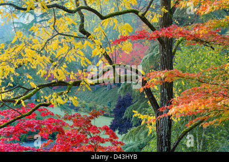 Herbst Farben, der versunkene Garten, Butchart Gardens, Brentwood Bay, Vancouver Island, British Columbia, Kanada Stockfoto