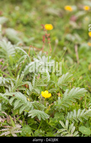 Silverweed, Potentilla heisses in Blüte Stockfoto