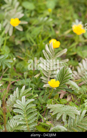 Silverweed, Potentilla heisses in Blüte Stockfoto