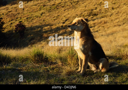 Streunende Hunde, Poon Hill, Annapurna Conservation Area, Dhawalagiri, Pashchimanchal, Nepal Stockfoto