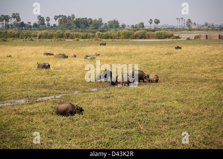 Wasserbüffel grasen auf den Auen des Tonle Sap Sees am Chong Khneas in der Nähe von Siem Reap, Kambodscha Stockfoto