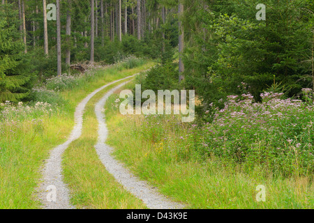 Weg durch Wald, Odenwald, Hessen, Deutschland Stockfoto