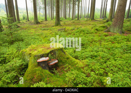 Baumstumpf in Fichten-Wald, Odenwald, Hessen, Deutschland Stockfoto