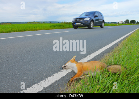 Toten Rotfuchs am Straßenrand, Hessen, Deutschland Stockfoto