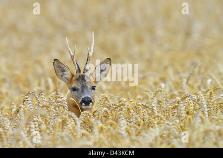 Europäische Rehbock im Weizenfeld, Hessen, Deutschland Stockfoto