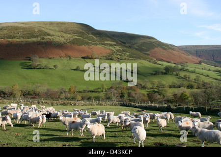 Schafe das Evangelium weitergeben die Black Mountains in der Nähe von Heu Bluff Powys Wales UK Stockfoto