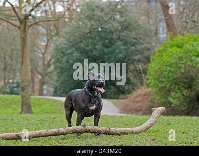 STAFFORDSHIRE BULL TERRIER HUND (CANIS LUPUS FAMILIARIS) IM PARK. UK Stockfoto