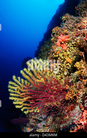 Paramuricea Clavata rot oder großen violetten Gorgonien Farbwechsel Gorgonie Kroatien Mittelmeer Meer Nationalpark Kornati Stockfoto