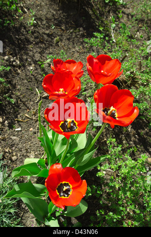 Frühlings-Tulpen in der Nähe von dem Haus in einem Garten Stockfoto