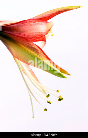 Hippeastrum "Merengue". Amaryllis Blume "Merengue". Stockfoto