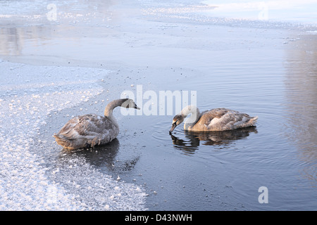 Zwei junge Schwäne schwimmen unter Eis auf Wintermorgen Stockfoto