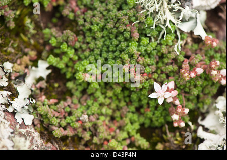 Englische Fetthenne, Sedum anglicum Stockfoto