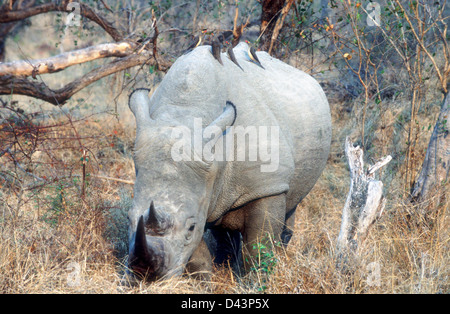 Nashorn mit Vögel Reinigung seine Haut im Sabi Sands Game reserve, Krüger Nationalpark, Südafrika. Stockfoto