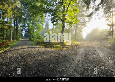 Gegabelten Waldweg mit Morgennebel und Sonne, Michelstadt, Odenwald, Hessen, Deutschland Stockfoto