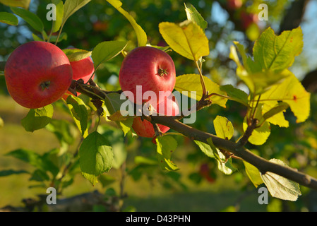 Äpfel auf Apfelbaum im Spätsommer, Spessart, Bayern, Deutschland Stockfoto