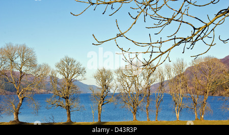 LOCH NESS und Bäume am südlichen Ende in der Nähe von Fort Augustus AUF EINER FRÜHEN FRÜHLING IN DEN HIGHLANDS VON SCHOTTLAND Stockfoto