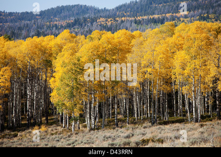 Espe Bäume im Herbst, Colorado, USA Stockfoto