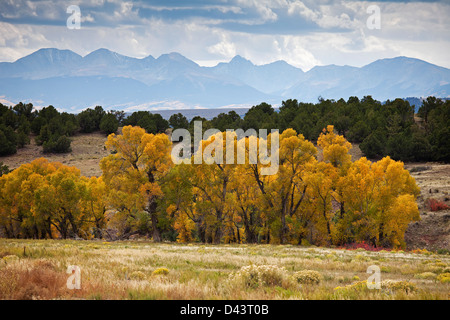 Cottonwood-Bäume im Herbst, Colorado, USA Stockfoto