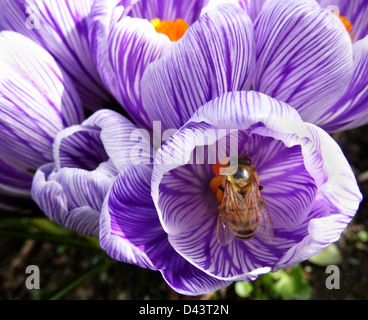 Honigbiene auf lila gestreift Crocus Stockfoto