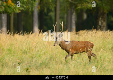 Rothirsch, Sachsen, Deutschland Stockfoto