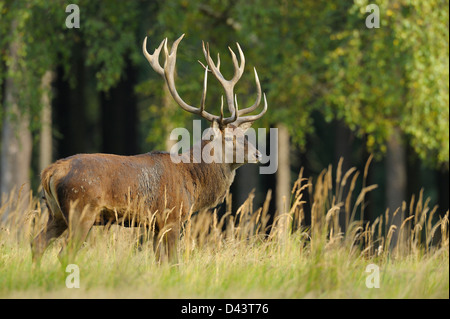 Rothirsch, Sachsen, Deutschland Stockfoto