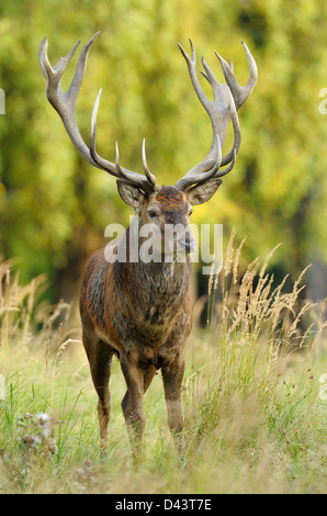 Rothirsch, Sachsen, Deutschland Stockfoto