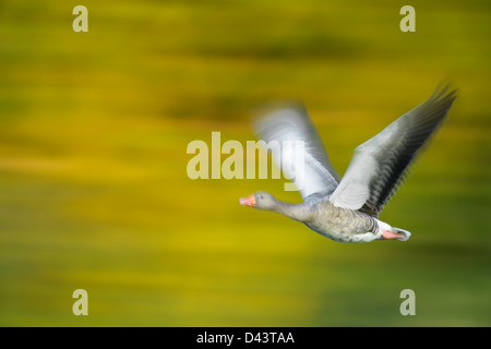 Graugans, Hessen, Deutschland Stockfoto