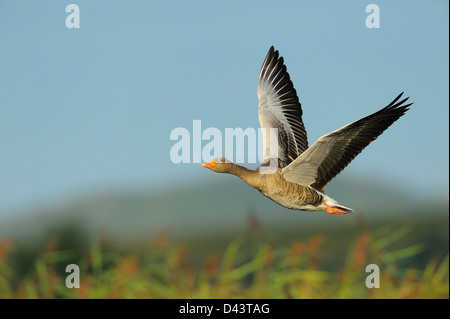 Graugans, Hessen, Deutschland Stockfoto