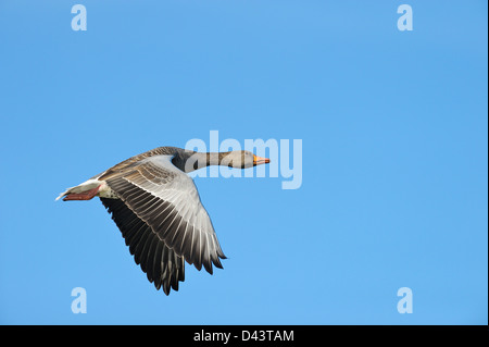 Graugans, Hessen, Deutschland Stockfoto