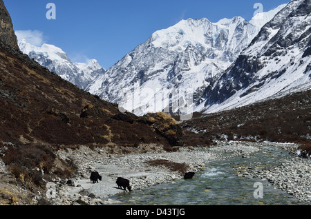 Langtang-Tal und Langtang Khola, Langtang Nationalpark, Bagmati, Madhyamanchal, Nepal Stockfoto