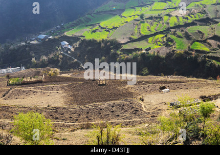 Reis, Felder, Langtang Nationalpark, Bagmati, Madhyamanchal, Nepal Stockfoto