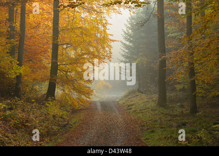 Weg durch Buchenwald im Herbst, Spessart, Bayern, Deutschland Stockfoto