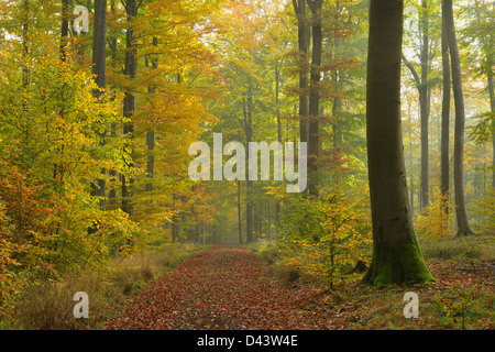 Weg durch Buchenwald im Herbst, Spessart, Bayern, Deutschland Stockfoto