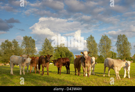 Rinder grasen auf den Wiesen im Flusstal Waveney Stockfoto