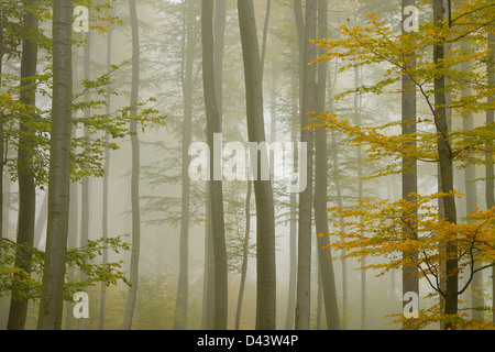 Buchenwald im Morgennebel im Herbst, Spessart, Bayern, Deutschland Stockfoto