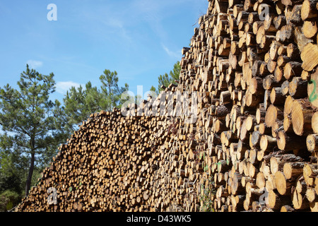 Haufen von Protokollen, Lacanau, Gironde, Aquitanien, Frankreich Stockfoto