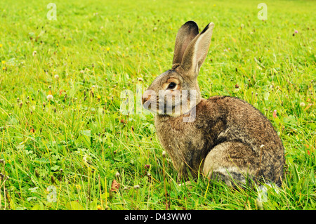 Hauskaninchen auf Rasen, Black Forest, Schwarzwald-Baar, Baden-Württemberg, Deutschland Stockfoto