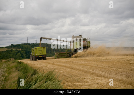 Mähdreschers bei der Arbeit auf den South Downs, West Sussex, UK Stockfoto