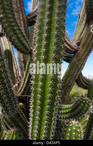 Nahaufnahme der Nadeln auf Kakteen, Aruba, kleine Antillen, Karibik Stockfoto