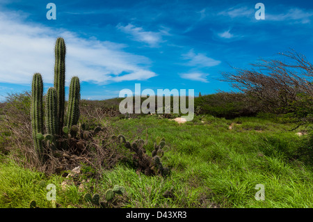 Malerisch mit Kaktus, North Coast von Aruba, kleine Antillen, Karibik Stockfoto