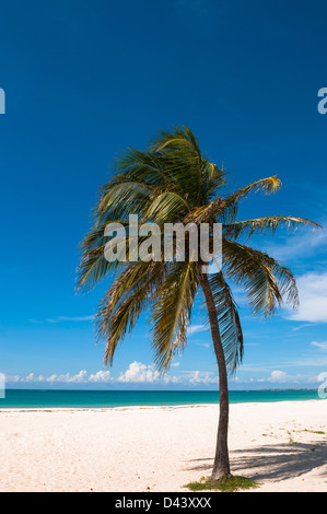 Einsame Palme, Palm Beach, Aruba, kleine Antillen, Karibik Stockfoto